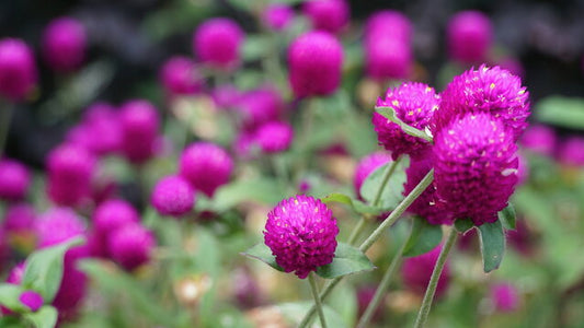 Flower Seeds